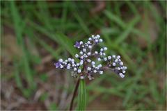 Knoxia wightiana